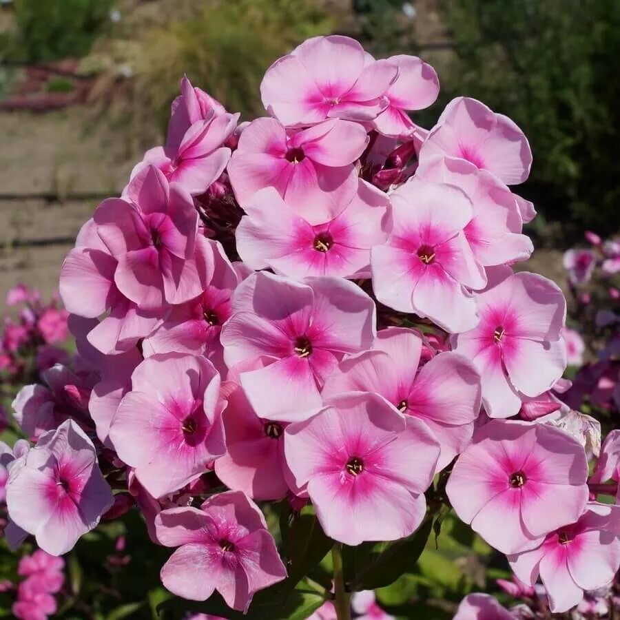 Сорта флоксы описанием. Флокс метельчатый phlox. Флокс метельчатый блю. Флокс метельчатый babje leto. Флокс метельчатый larissa.