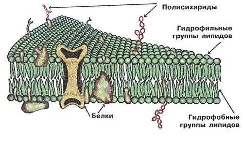 На каком рисунке изображена цитоплазматическая мембрана. Строение клетки клеточная мембрана. строение мембраны клетки. мембрана растительной клетки. строение клеточной мембраны.