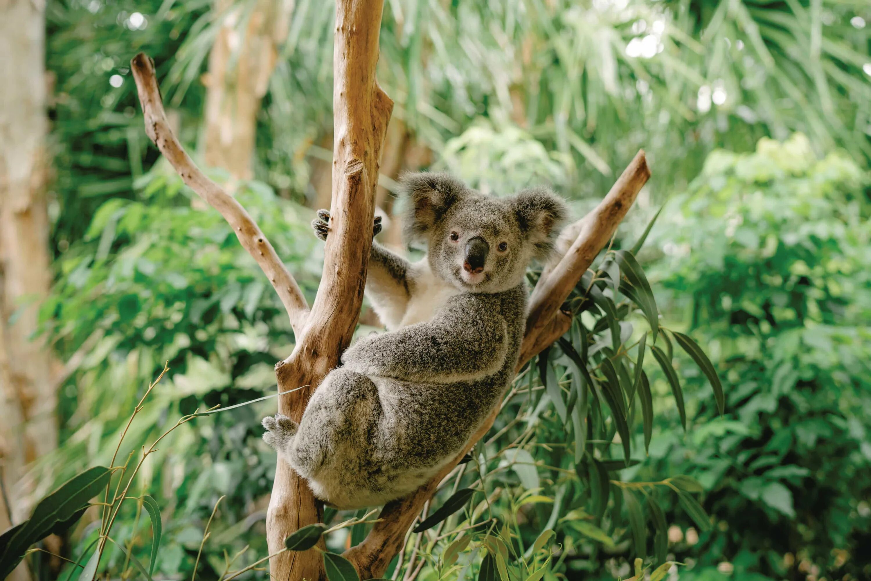 Коала на бамбуке. Тропические животные коала. Коала в бамбуковом лесу. Коала в лесу. Коала остров