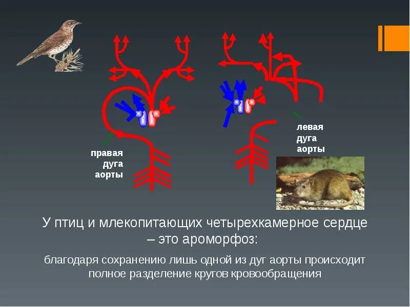 Ароморфозы млекопитающих. Сердце птиц и млекопитающих. Ароморфозы птиц. Ароморфозы позвоночных животных. Появление теплокровности у птиц