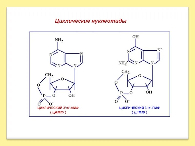 Формулы нуклеотидов. Приведите строение циклических нуклеотидов: ЦАМФ; ЦГМФ.  Циклический 3׳,5׳ – гуанозинмонофосфат. Формулы циклических нуклеотидов. Циклический гуанозинмонофосфат формула.