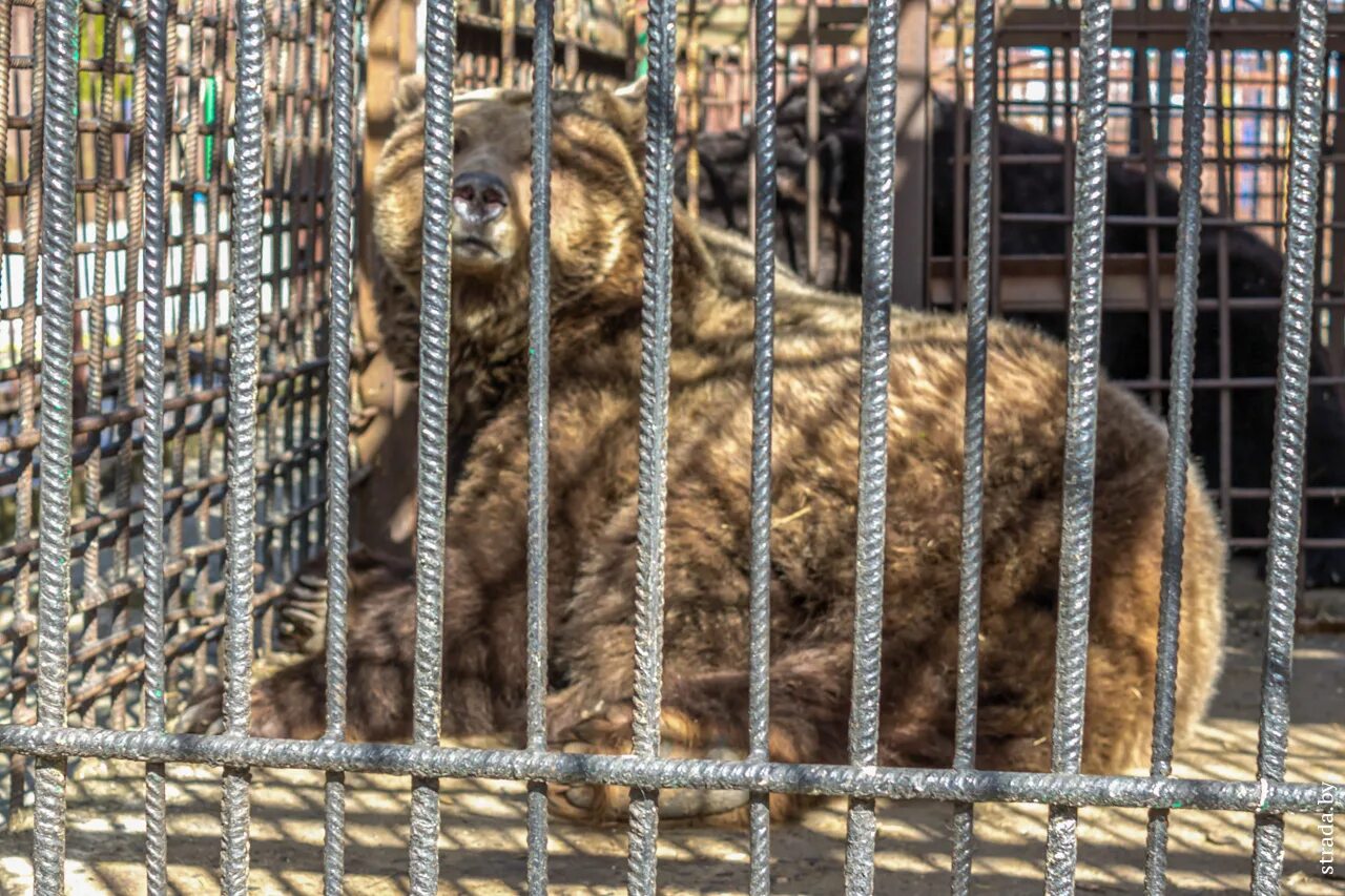 Гомельский зоопарк. Зоопарк в белоруссии в минске. Зоопарк в гомеле. Зоопарк в октябрьском. Зоопарк октябрьский.