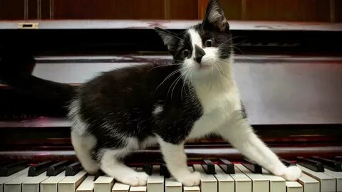 Коте музыка для детей