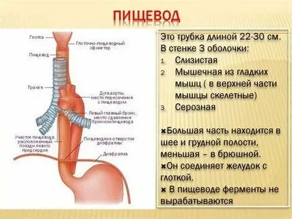 Пищевод диета