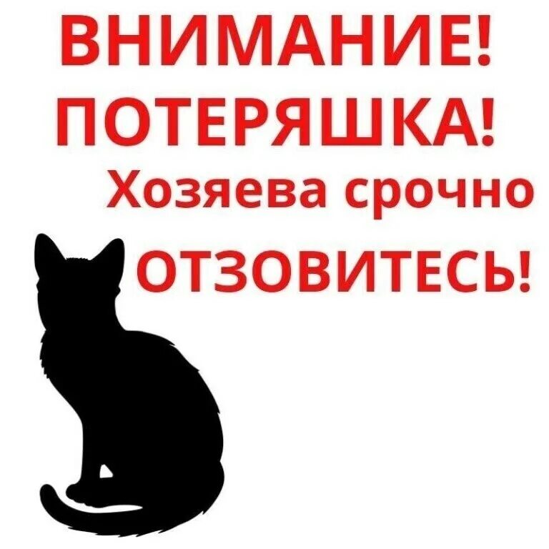 Внимание найден кот. Котенок потеряшка. Кто потерял кота. Чья потеряшка. Найденыши в контакте