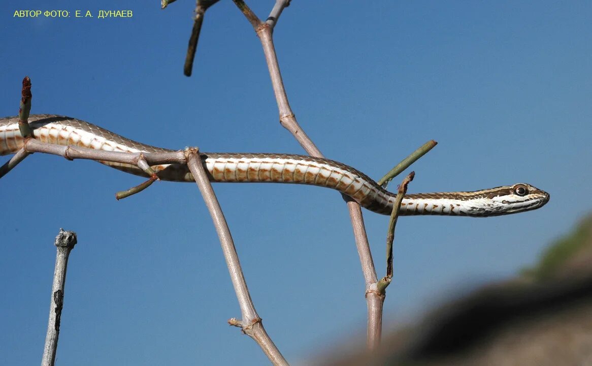 Змея стрела. Змея стрела Кавказская. Psammophis lineolatus. Среднеазиатские змея стрела. Змея стрелка.