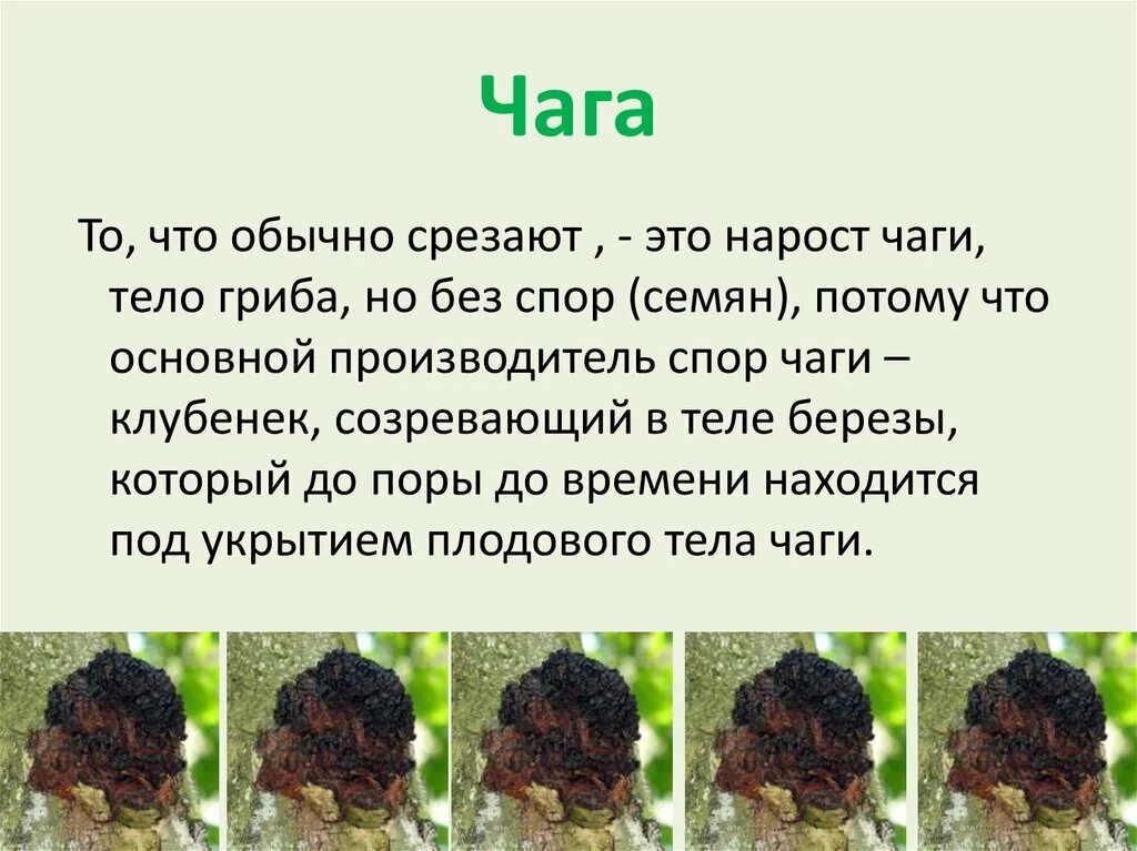 Применение чаги польза. Чага гриб описание. Грибы паразиты чага. Березовая чага паразит. Чага Березовая от чего.