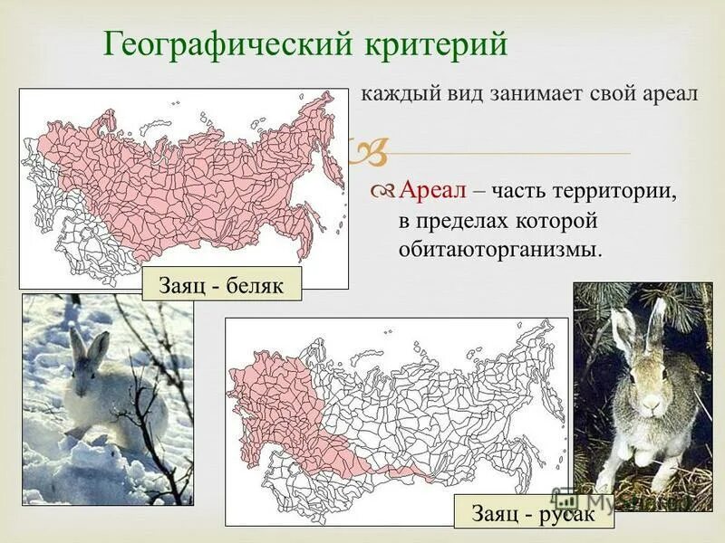 Распространение зайца