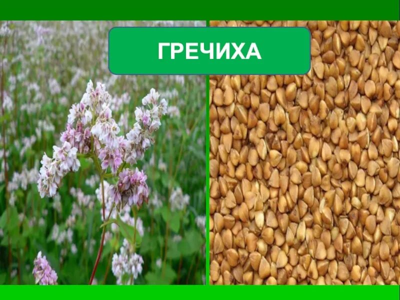 Гречиха посевная крупа. Гречиха - ядрица, продел. Тетраплоидная гречиха. Гречиха посевная. Зеленоцветковая гречиха.