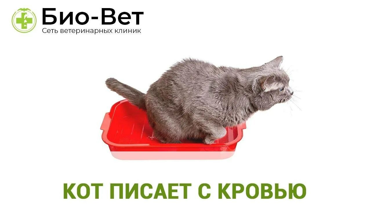 Кот писает с кровью лечение. Кровь в кошачьем лотке. почему кот писает кровью.