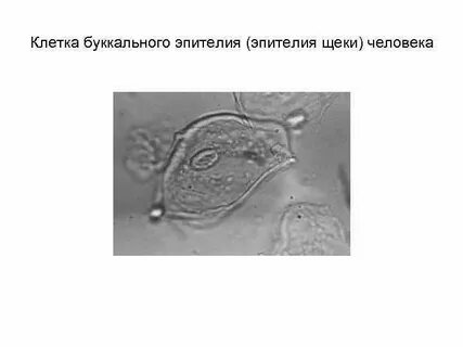 Буккальный эпителий что это