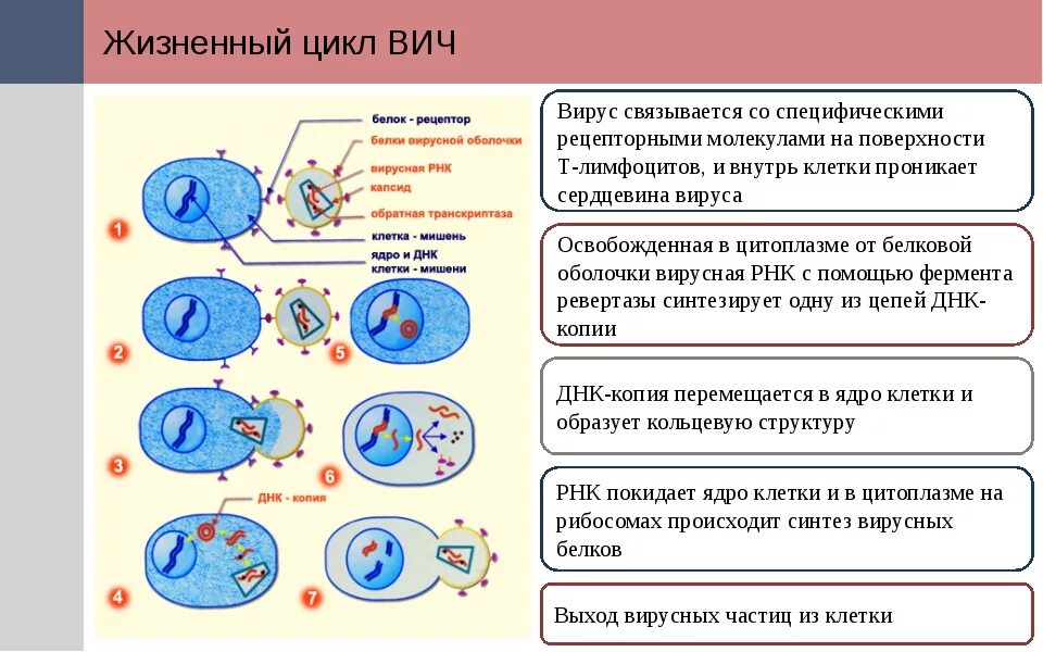 Размножение клетки жизненный цикл. Стадии жизненного цикла вируса. Жизненный цикл вируса схема. Размножение вирусов схема.