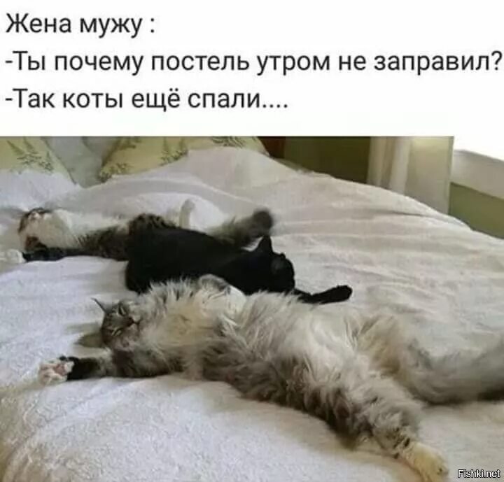 Кошка муж кошка жена. Кот я еще сплю.