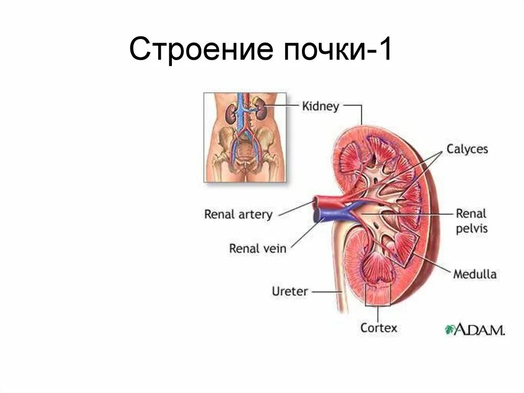 Почка анатомия человека. Структура почки человека. Почка строение анатомия. Строение почки. 1. Строение почек..