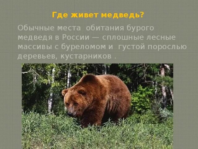 Где проживают медведи