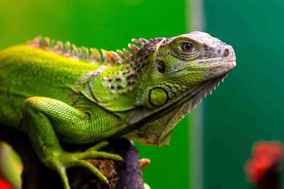 Игуана или ягуана. Зеленая игуана (Iguana Iguana). Игуана зеленая обыкновенная. Игуана ядовитая. Обыкновенная ядовитая игуана.