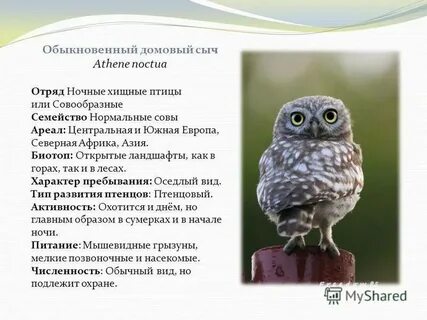 Физиологические признаки кактусового сыча в каких предложениях