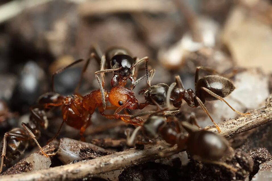 Название армейского муравья. Lasius Niger Муравейник. Красные муравьи термиты. Myrmica rubra Муравейник. Муравей пуля Муравейник.