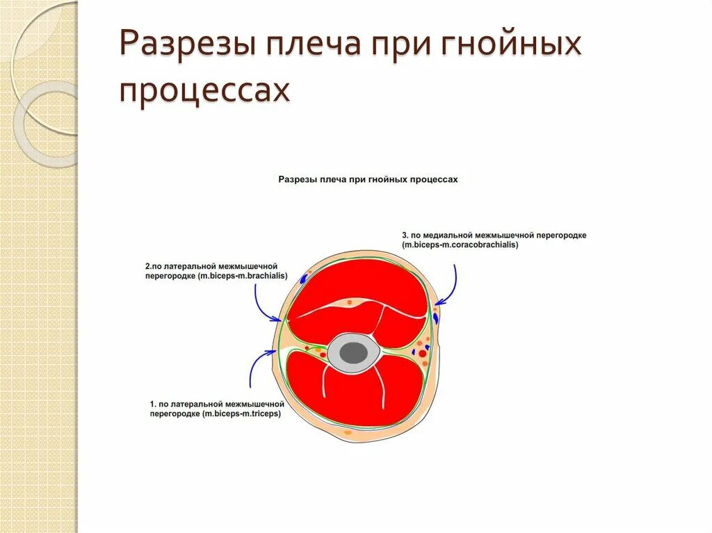 Синтопия снп подмышечной впадины схема