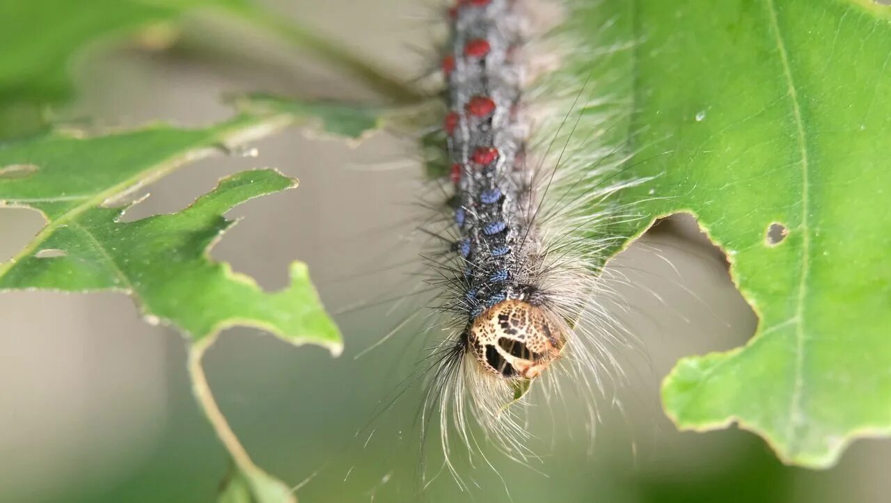 зеленая гусеница капустница. бабочка махаон гусеница махаона. данаида монарх гусеница. гусеница катерпиллер бабочка. бабочка монарх гусеница.