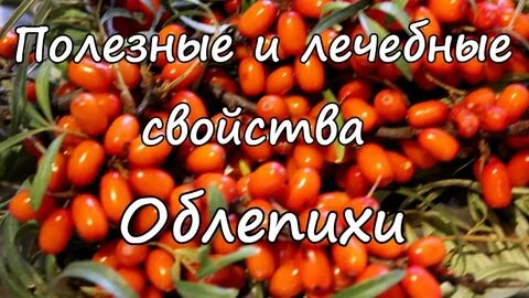 Польза облепихи для организма в чае