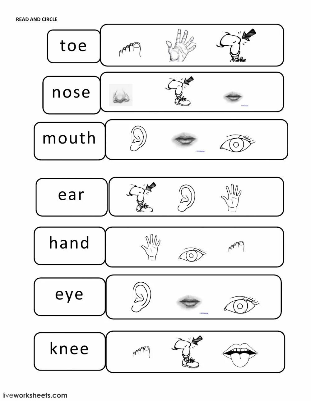 3 read and circle