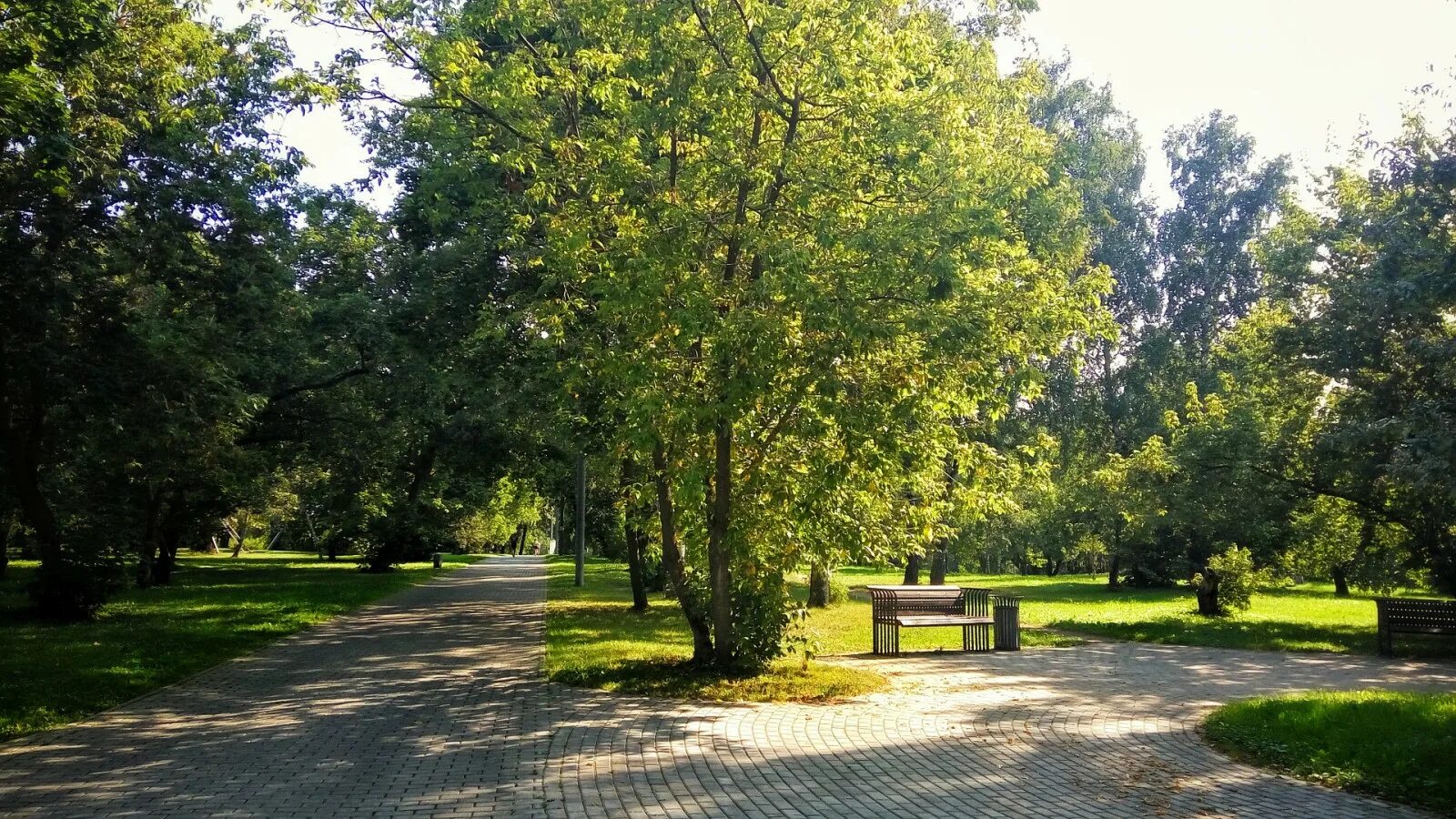 Зелёный парк ЛЕНОБЛАСТЬ. Летний парк. Парки летом. Деревья в сквере. Бабушкинский сад