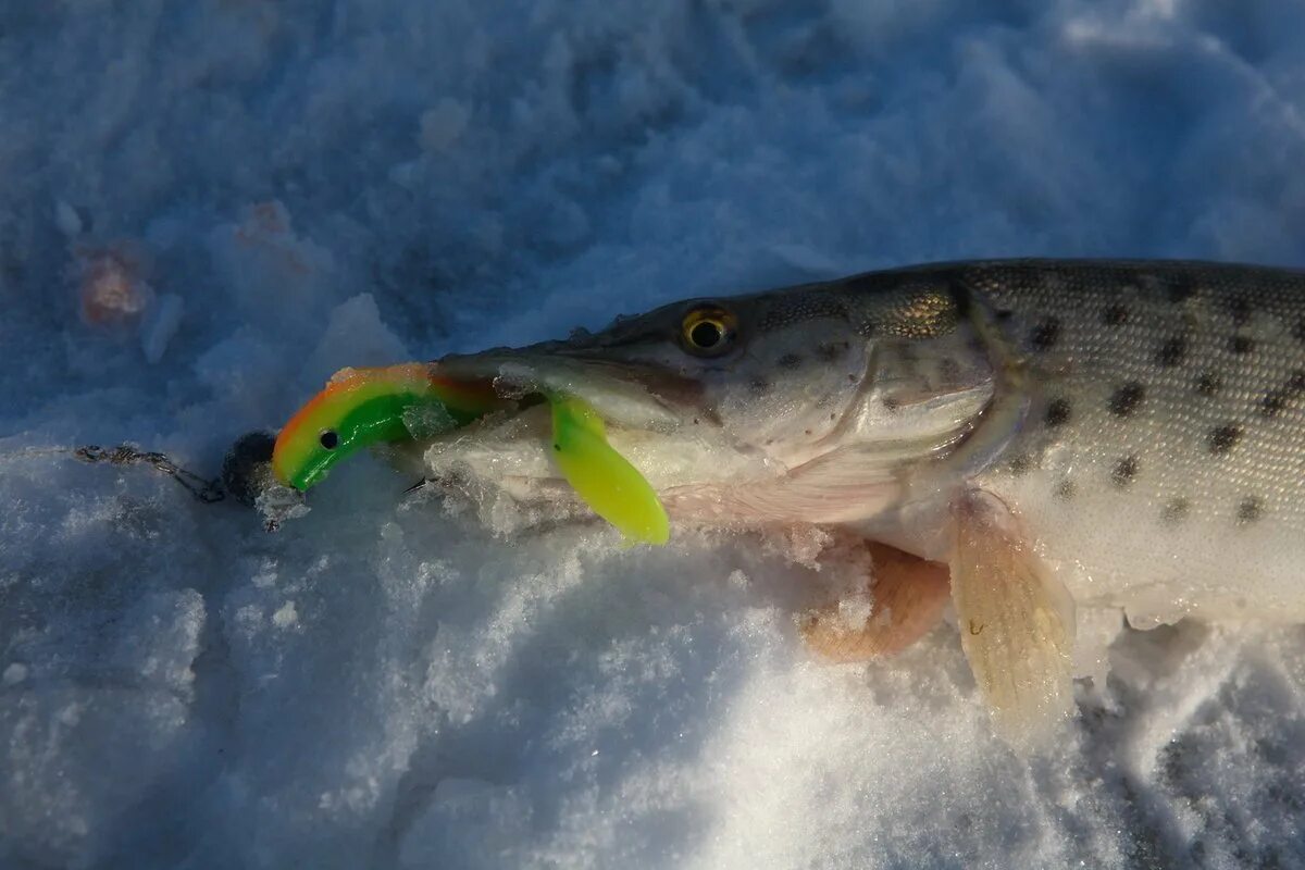 Рыбалка на щуку. Щука на блесну. Зимний силикон на щуку. Ловля щуки на спиннинг. Балансиры для зимней рыбалки.