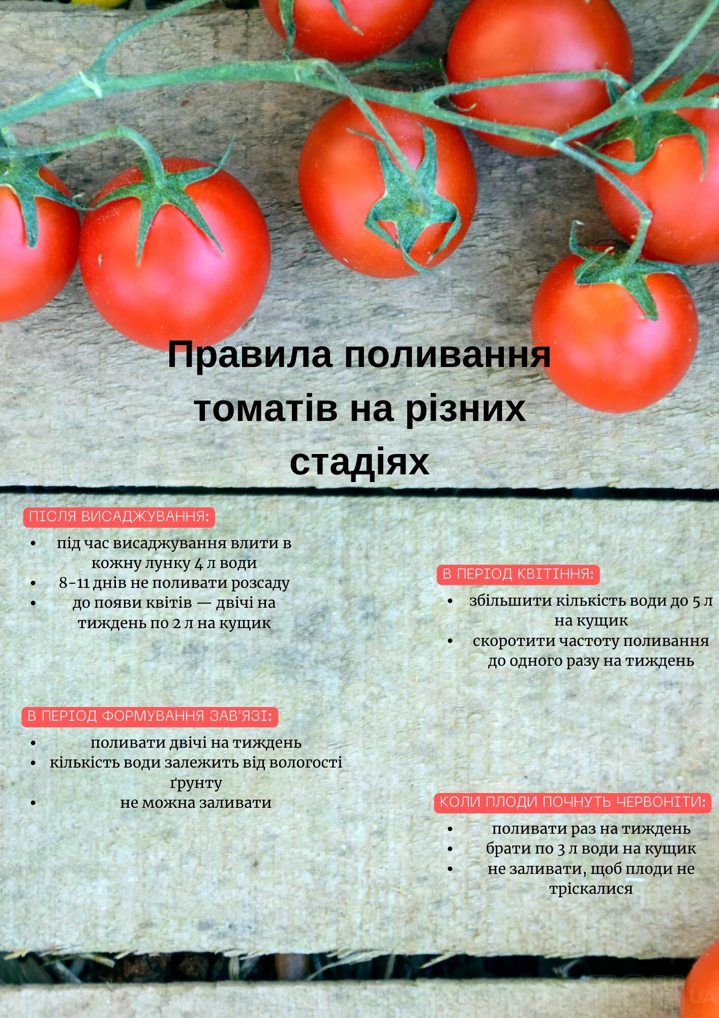 Полив томатов в теплице во время созревания. Томатное поле. как часто нужно поливать помидоры.