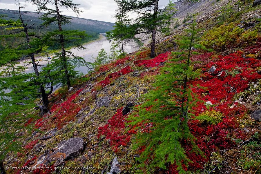 Flora of russia. Финляндия лесотундра тундра. Лесотундра Якутии. Тундра лесотундра Тайга. Якутия тундра Тайга.