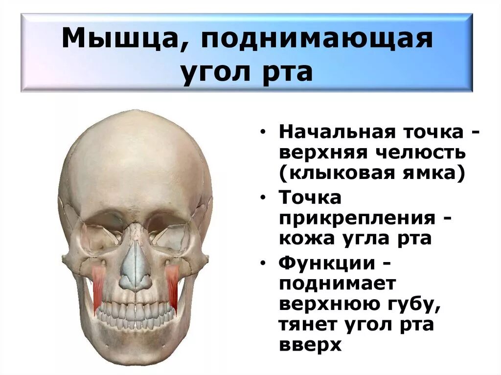 Поднимающая угол рта. Мышца поднимающая угол рта. Мышца подниающая угол РТВ. Мышца поднимающая угол рта анатомия. Мышца поднимающая угол рта прикрепление.