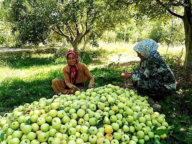 Завтра в исфаре. Хиштхона Таджикистан. ЖД станция Исфара Таджикистан. Таджикский абрикос. Абрикос в Таджикистане.