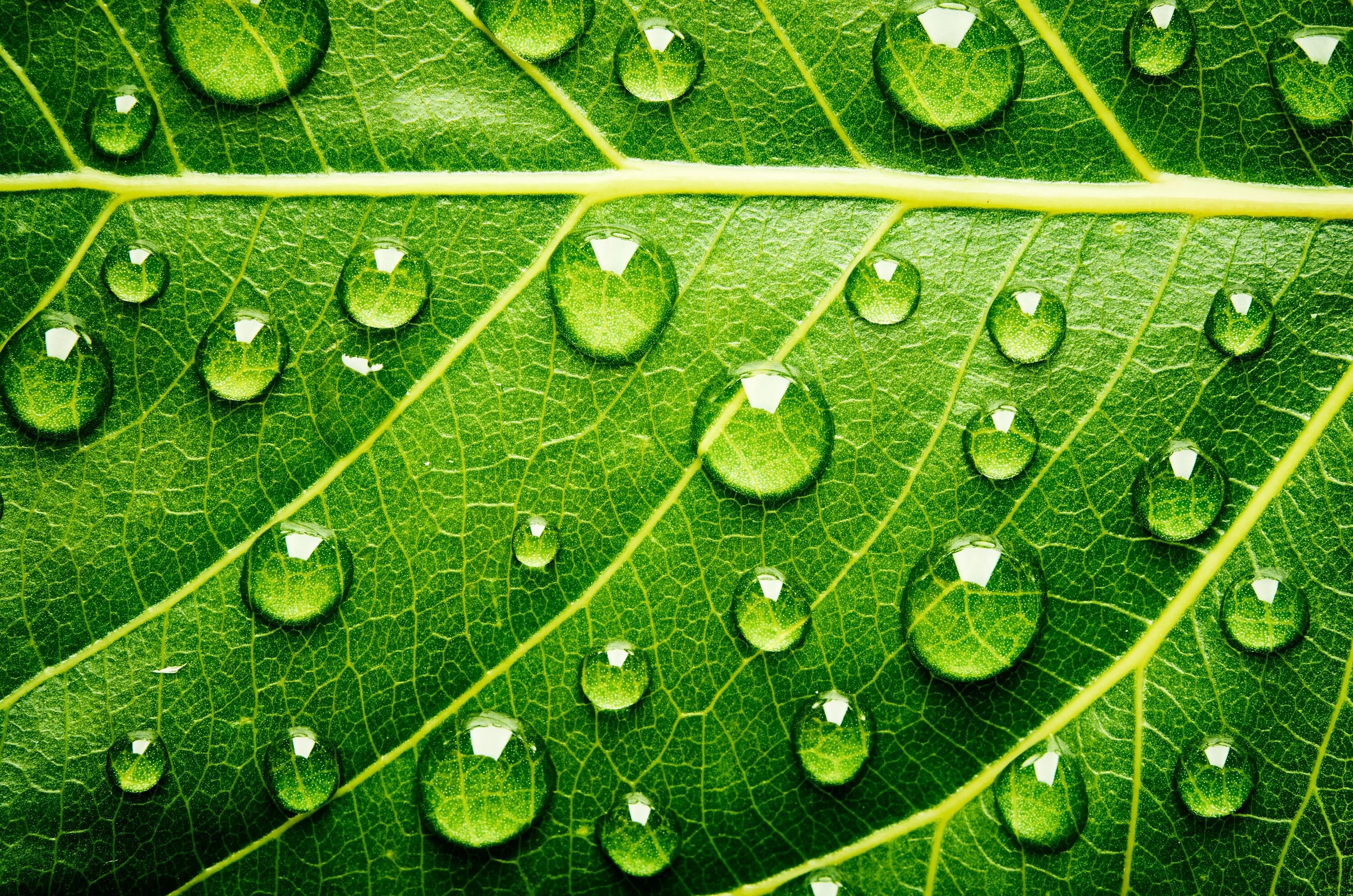 зеленое дерево капли