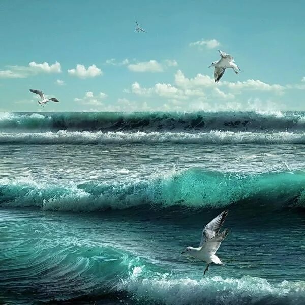 Волны и чайки над морем. Море, Чайки. Море волны Чайка. Чайки на волнах. Птицы над морем.