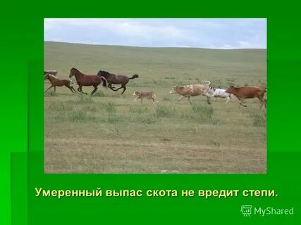 Охрана природы степи