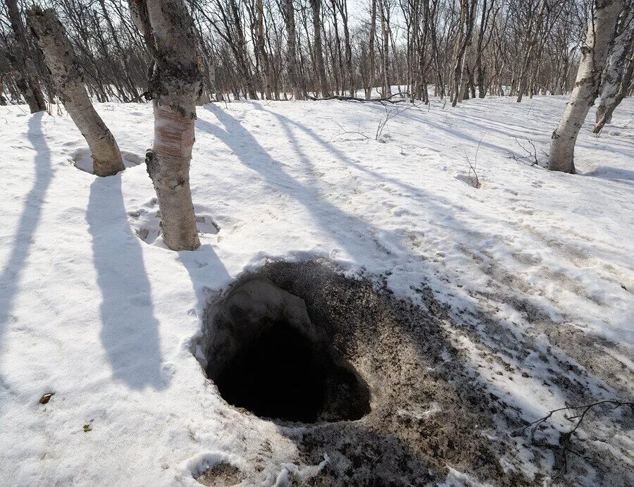 Медвежья Берлога. Медвежья Берлога зимой. Берлога Логово волка.