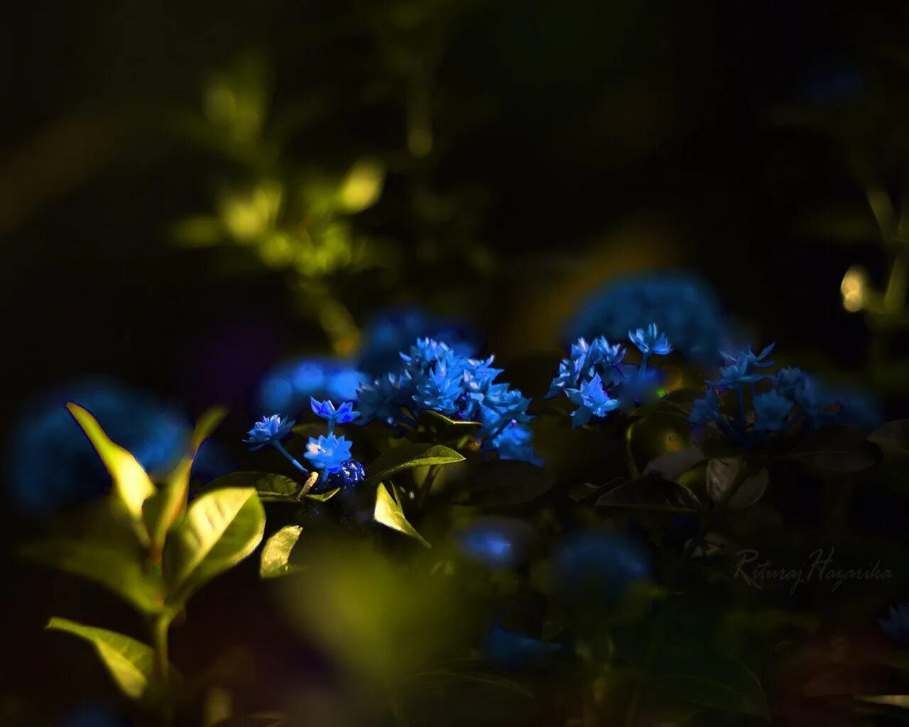 Голубые цветы. Синие растения. Красивый синий цвет. Синие цветочки. Ночь незабудок