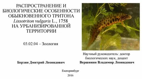 Характеристики тритона