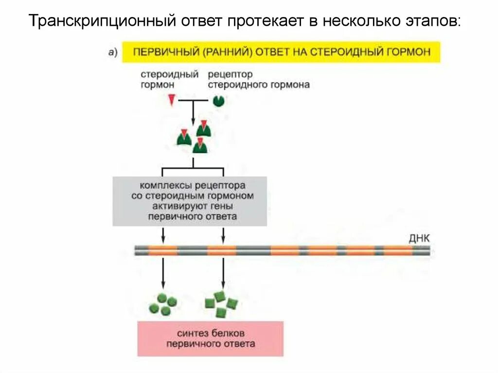 Транспорт белков внутриклеточный. Внутриклеточные сигнальные пути. Внутриклеточный сигнальный Каскад. Передача сигнала. Сигнальные системы в эукариотической клетке.