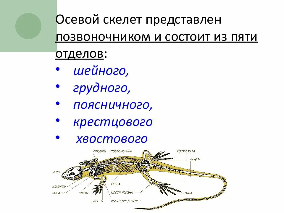 Строение пресмыкающихся или рептилий. Класс пресмыкающихся 7 класс биология. Отделы тела пресмыкающихся 7 класс. Класс пресмыкающихся строение. Класс пресмыкающихся или рептилий 7 класс.