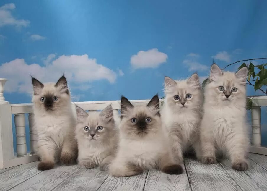 Невские маскарадные котята. Котята невской маскарадной фото. Невская маскарадная котята. Котята невской маскарадной. Авито москва котенок невской маскарадной.
