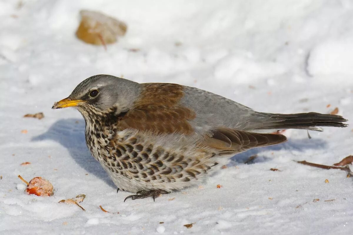 Рябинник (turdus pilaris. Дрозд рябинник токует. Сибирский Дрозд самка. Сибирский рябинник.