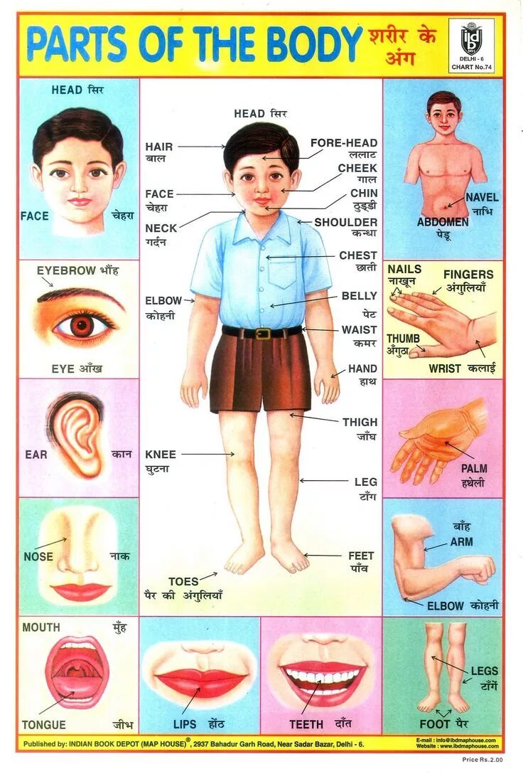 Part chart. Body Parts. Части тела на английском языке плакаты. Body Parts in English. Английский плакат body.