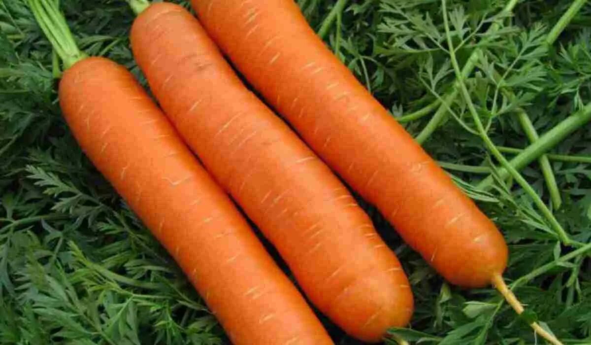 Морковь гибриды. Морковь Нантская 4. Морковь Нандрин. Морковь Нандрин f1. Морковь Нандрин f1, семена СС.