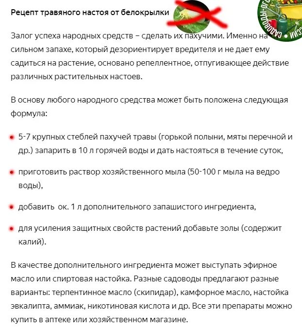 Настой от белокрылки. Ловушки для белокрылки в теплице. Белокрылка на петунии. Настой от белокрылки. Чесночный настой от белокрылки.