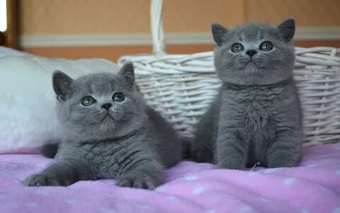 Котята британцы на авито