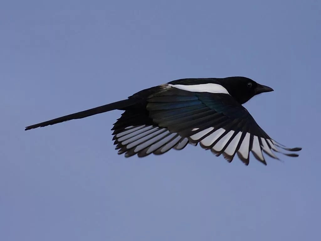 Звон сороки. Сорока стайная птица. Птица черная с белыми полосками. Птица с черно белыми крыльями. Белая птица с черными крыльями.