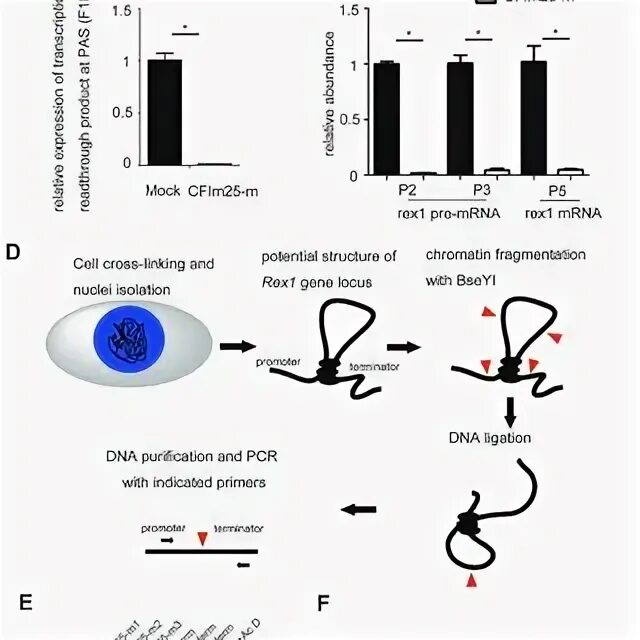 Gene targeting. Gene targeting