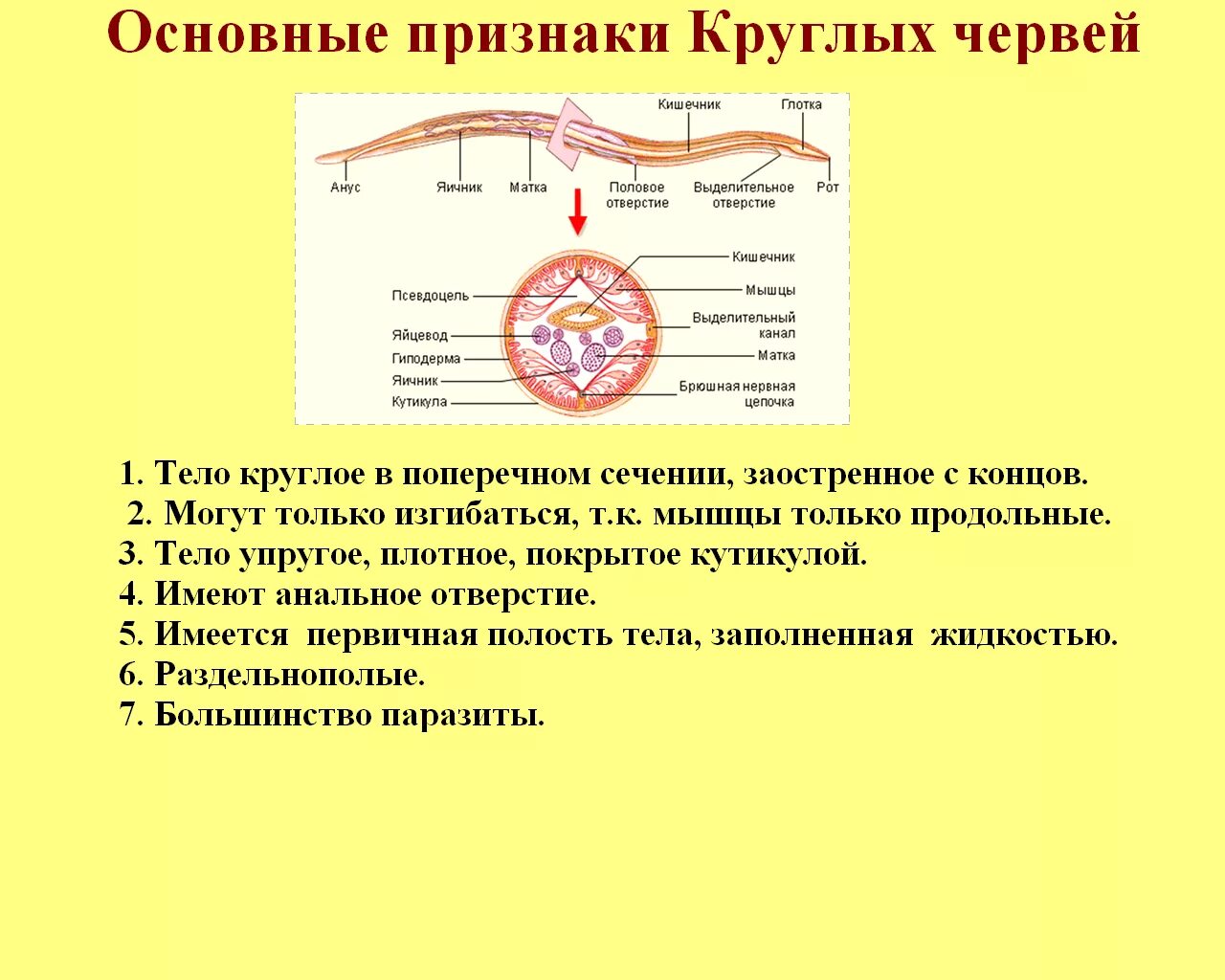 Проверочная работа по теме кольчатые черви. Конспект по биологии тип круглые черви нематоды. конспект краткий тип круглые черви 7 класс биология. краткий конспект тип круглые черви 7 класс. биология 7 класс тема тип круглые черви общая характеристика.