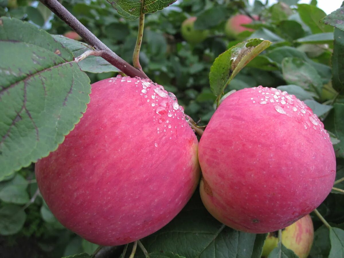 Яблоня летний сорт розовый налив. Яблоня полукультурка розовый налив. Яблоня "розовый налив" (Malus domestica). Яблоня сорт розовый жемчуг.